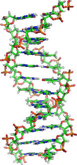 ADN Y GENES - ADN Y GENES